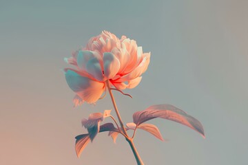 red poppy flower