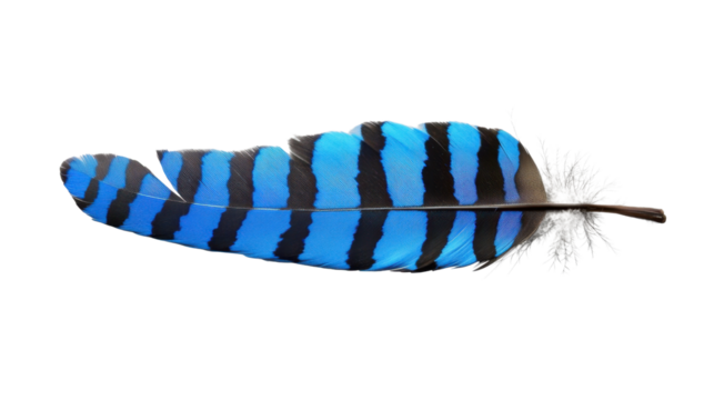 Vibrant blue feather showing stripes and calamus on transparent background