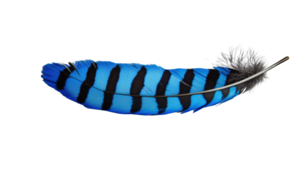 Vibrant blue feather with black stripes isolated on transparent background