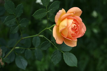 花の女王