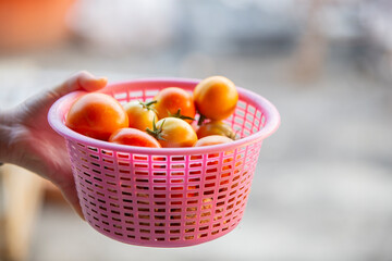 Tomatoes in a pink basket in the hands of a child.