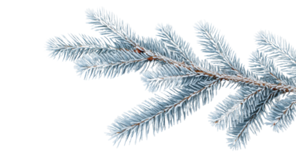 Frozen fir branch with transparent background for winter designs