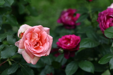 花の女王