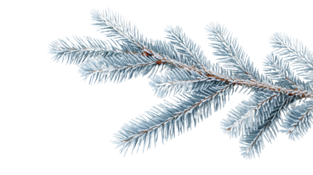 Frozen fir branch with transparent background for winter designs