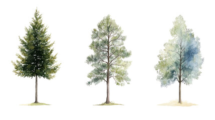 Watercolor illustration of three different trees standing together, isolated on white or transparent background.