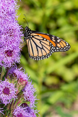 Side view of a Monarch Butterfly, Danaus plexippus feeding on Meadow Blazingstar in Minnesota