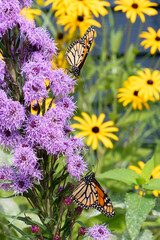 A pair of Monarch Butterfies, Danaus plexippus feeding on Meadow Blazingstar in Minnesota