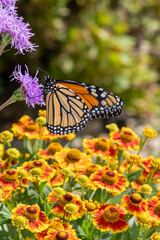 A Monarch Butterfly feeding on Meadow Blazingstar above the Sneezeweed in Minnesota