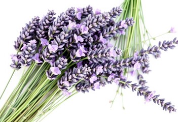 Fototapeta premium A cluster of fresh lavender sprigs, purple blooms, green stems, isolated on pure white, texture, health
