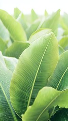 Obraz premium Close-up of raindrops on a vibrant green leaf glimmering in the light after a refreshing rain shower