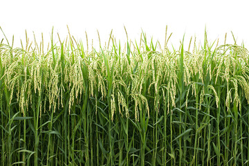 Obraz premium Lush green rice plants with ripening grain heads against a bright white background.
