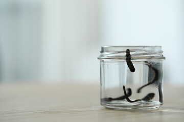 Medicinal leeches in glass jar on wooden table, closeup. Space for text