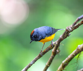 Slate-throated Whitestart on tree branch