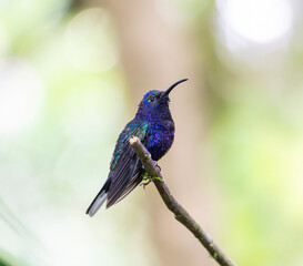 hummingbird standing on the branch