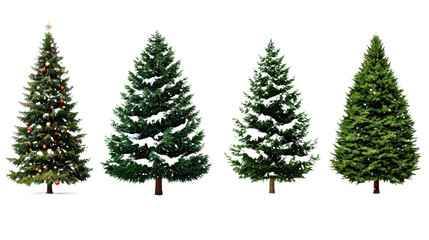Four different types of Christmas trees are shown in a row