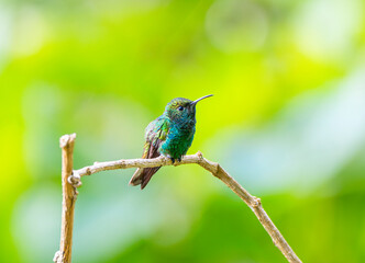 hummingbird standing on the branch