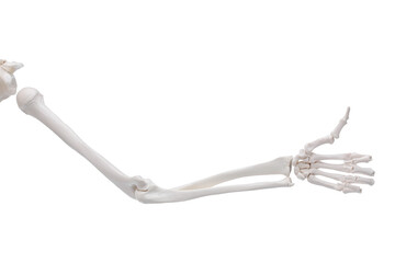 Human skeleton showing thumbs up isolated on white, closeup