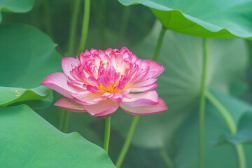 lotus or waterlilly flower in the pond