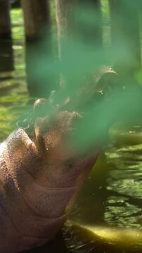 Hippopotamus in water. Wildlife in the zoo for educational.