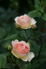 花の女王