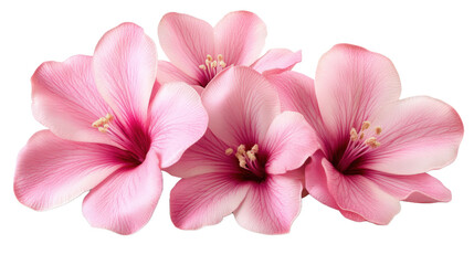 Fototapeta premium Three pink flowers are arranged in a row