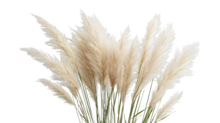 Pampas grass moving gently with transparent background