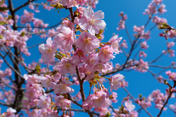 南立石公園の河津桜