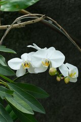 White orchid flowers, Phalaenopsis amabilis, moth orchid or mariposa orchid growth in the garden....