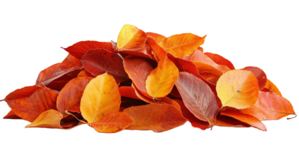 A pile of orange and yellow leaves on a white background
