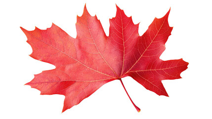 A red leaf of a maple tree