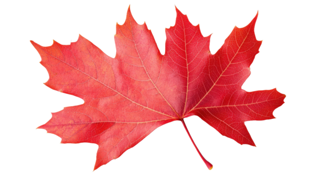 A red leaf of a maple tree