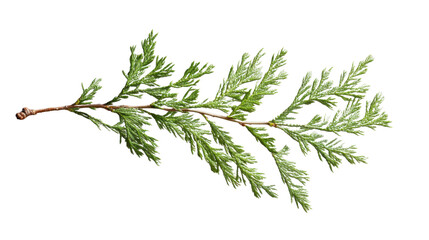 Incense cedar branch showing small green leaves on transparent background