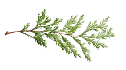 Incense cedar branch showing small green leaves on transparent background
