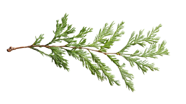Incense cedar branch showing small green leaves on transparent background