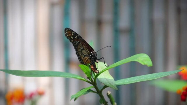 Southern monarch butterfly lying eggs on a flower and then flying off. Argentina. (Danaus erippus)