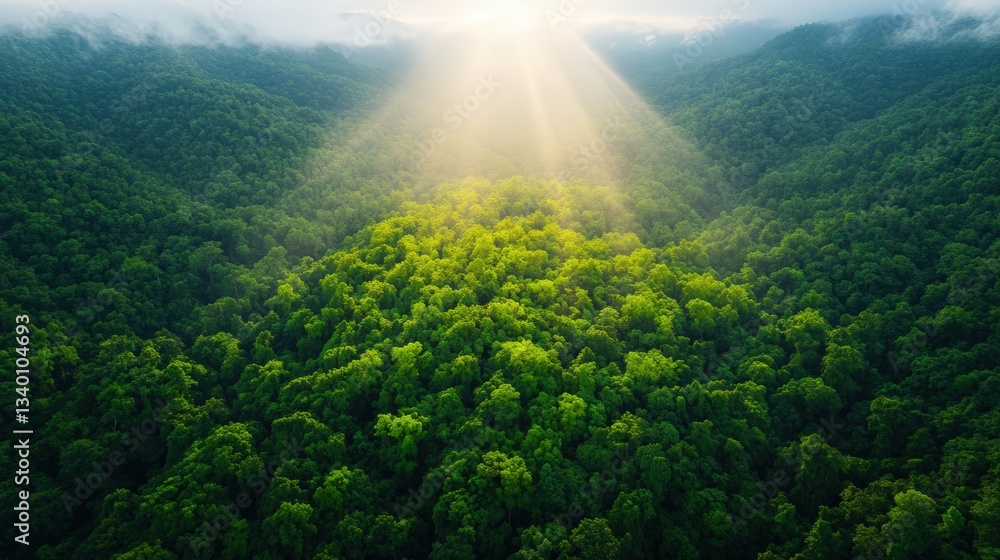Poster majestic forest with a beautiful sunbeam filtering through the trees, creating a magical and tranqui