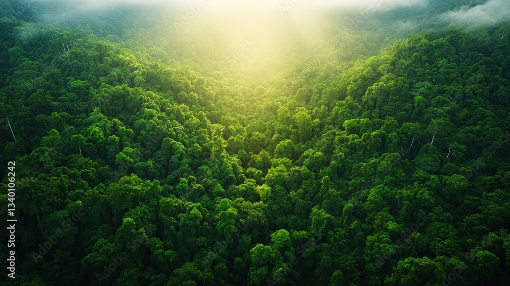 Poster stunning forest landscape with sunlight shining through clouds illuminating the trees creating a mag