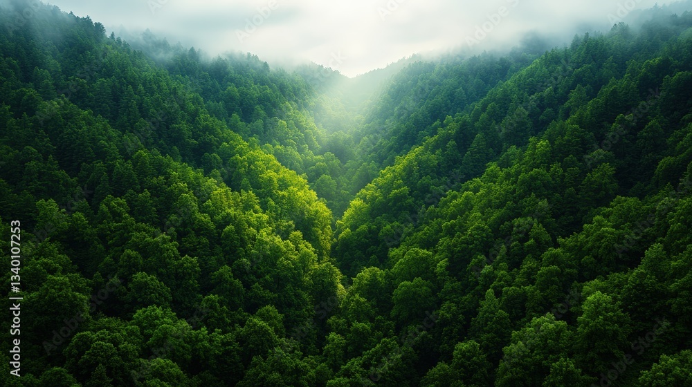 Poster mysterious forest scene enveloped in soft fog with sunlight struggling to break through dense tree c