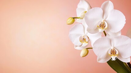Obraz premium Macro flowers landscapes idea. Beautiful white orchid flowers against a soft pink background.