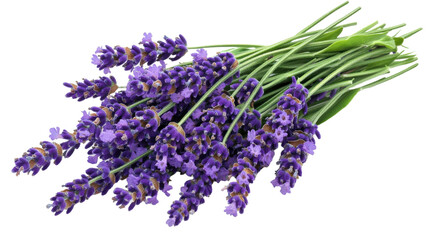 A bunch of purple lavender flowers