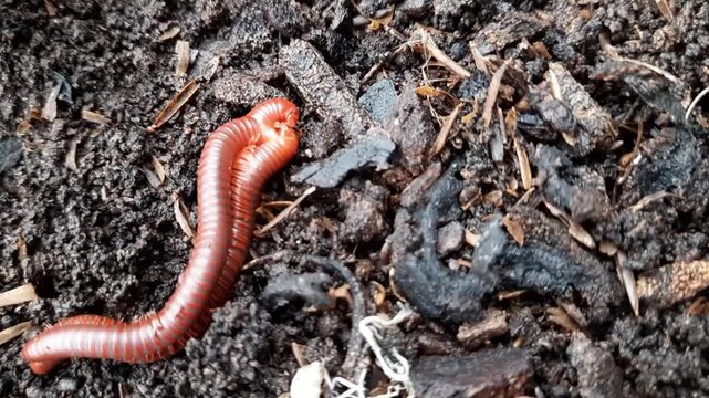 Close up of two red millipedes mating on moist, decomposing soil with organic-matter. The segmented arthropods curl together