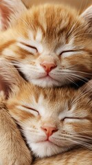 Two ginger kittens sleeping peacefully together