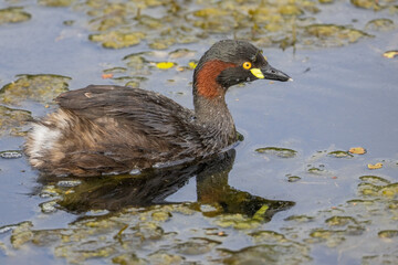 An Australasian grebe bird with water droplets on its feathers, looks around among the weeds in the water before it dives for food in a canal in Robina on the Gold Coast in Queensland, Australia.