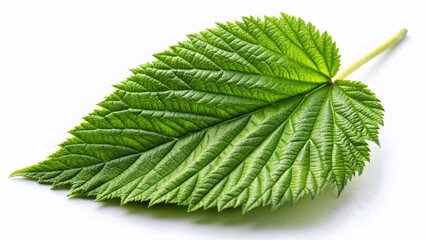 Fototapeta premium Fresh Green Raspberry Leaf Close-Up, Isolated on White Background - Low Light Photography