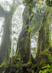 Fototapeta premium A moss-covered group of three Antarctic beech trees stands in the misty temperate rainforest at Springbrook in Lamington National Park at the Gold Coast in Queensland, Australia, a rare sight here.