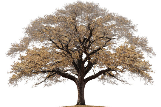 giant tree with expansive branches and golden leaves stands majestically, showcasing its beauty and strength. This stunning natural element evokes sense of tranquility and wonder
