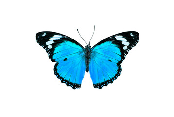 Beautiful blue butterfly flying isolated on white background. for graphics or advertising design.
