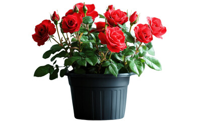 Red roses blooming in a black pot with transparent background