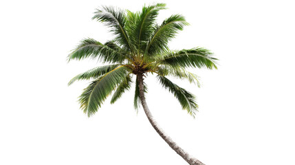 Obraz premium A green yellow palm tree