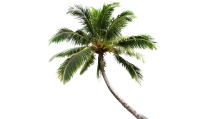 A green yellow palm tree